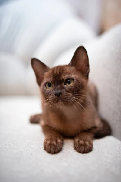 Kätzchen Schottische Britische Katze Burma Munchkin Tiere Katze Kätzchen Tier — Stockfoto