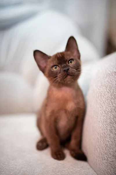 Γατάκι Σκωτσέζικο Βρετανικό Γάτο Burma Munchkin Ζώα Γάτα Γατάκι Ζώο — Φωτογραφία Αρχείου