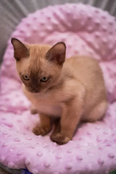 Skoç Kedisi Burma Cüce Hayvanlar Kedi Kedi Kedi Hayvan Evcil — Stok fotoğraf