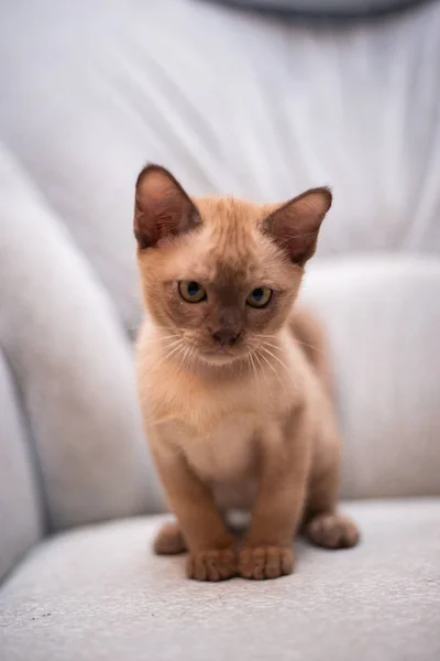 Kätzchen Schottische Britische Katze Burma Munchkin Tiere Katze Kätzchen Tier — Stockfoto