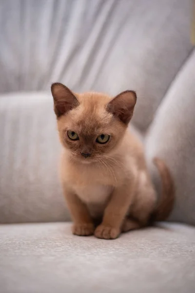 Gatinho Escocês Britânico Gato Birma Munchkin Animais Gato Gatinho Animal — Fotografia de Stock