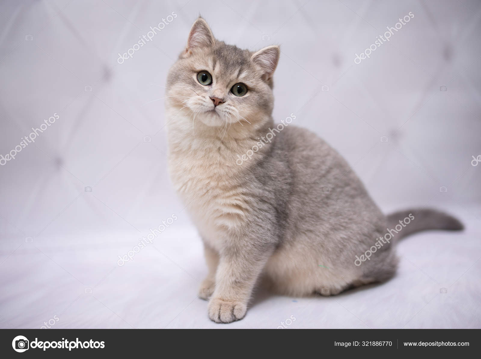 子猫スコットランド英国猫バーママンチキン動物猫 ペット かわいい ふわふわ 座って ペルシャ 哺乳類 美しい 肖像画 スコットランド — ストック写真  © DashOlivia #321886770, image size:1600x1194