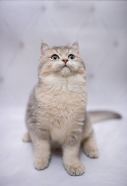 İskoç kedisi Burma cüce hayvanlar kedi, kedi, kedi, hayvan, evcil hayvan, sevimli, beyaz, kedi, kedi, kedi, tüylü, oturan, İranlı, memeli, güzel, portre, İngiltere, İskoç, Burma, Munchkin, hayvanlar, kediler, tımar