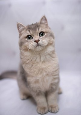 İskoç kedisi Burma cüce hayvanlar kedi, kedi, kedi, hayvan, evcil hayvan, sevimli, beyaz, kedi, kedi, kedi, tüylü, oturan, İranlı, memeli, güzel, portre, İngiltere, İskoç, Burma, Munchkin, hayvanlar, kediler, tımar