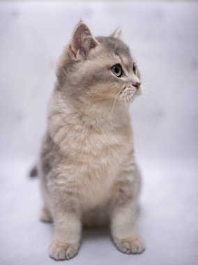 İskoç kedisi Burma cüce hayvanlar kedi, kedi, kedi, hayvan, evcil hayvan, sevimli, beyaz, kedi, kedi, kedi, tüylü, oturan, İranlı, memeli, güzel, portre, İngiltere, İskoç, Burma, Munchkin, hayvanlar, kediler, tımar