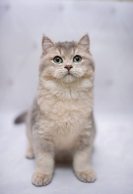 İskoç kedisi Burma cüce hayvanlar kedi, kedi, kedi, hayvan, evcil hayvan, sevimli, beyaz, kedi, kedi, kedi, tüylü, oturan, İranlı, memeli, güzel, portre, İngiltere, İskoç, Burma, Munchkin, hayvanlar, kediler, tımar