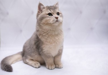 İskoç kedisi Burma cüce hayvanlar kedi, kedi, kedi, hayvan, evcil hayvan, sevimli, beyaz, kedi, kedi, kedi, tüylü, oturan, İranlı, memeli, güzel, portre, İngiltere, İskoç, Burma, Munchkin, hayvanlar, kediler, tımar