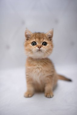 İskoç kedisi Burma cüce hayvanlar kedi, kedi, kedi, hayvan, evcil hayvan, sevimli, beyaz, kedi, kedi, kedi, tüylü, oturan, İranlı, memeli, güzel, portre, İngiltere, İskoç, Burma, Munchkin, hayvanlar, kediler, tımar