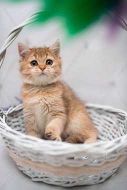 İskoç kedisi Burma cüce hayvanlar kedi, kedi, kedi, hayvan, evcil hayvan, sevimli, beyaz, kedi, kedi, kedi, tüylü, oturan, İranlı, memeli, güzel, portre, İngiltere, İskoç, Burma, Munchkin, hayvanlar, kediler, tımar