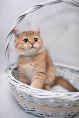 İskoç kedisi Burma cüce hayvanlar kedi, kedi, kedi, hayvan, evcil hayvan, sevimli, beyaz, kedi, kedi, kedi, tüylü, oturan, İranlı, memeli, güzel, portre, İngiltere, İskoç, Burma, Munchkin, hayvanlar, kediler, tımar