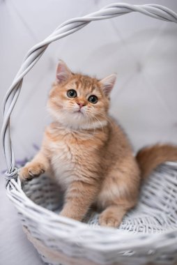 İskoç kedisi Burma cüce hayvanlar kedi, kedi, kedi, hayvan, evcil hayvan, sevimli, beyaz, kedi, kedi, kedi, tüylü, oturan, İranlı, memeli, güzel, portre, İngiltere, İskoç, Burma, Munchkin, hayvanlar, kediler, tımar