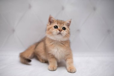 İskoç kedisi Burma cüce hayvanlar kedi, kedi, kedi, hayvan, evcil hayvan, sevimli, beyaz, kedi, kedi, kedi, tüylü, oturan, İranlı, memeli, güzel, portre, İngiltere, İskoç, Burma, Munchkin, hayvanlar, kediler, tımar