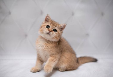 İskoç kedisi Burma cüce hayvanlar kedi, kedi, kedi, hayvan, evcil hayvan, sevimli, beyaz, kedi, kedi, kedi, tüylü, oturan, İranlı, memeli, güzel, portre, İngiltere, İskoç, Burma, Munchkin, hayvanlar, kediler, tımar