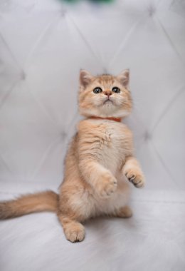 İskoç kedisi Burma cüce hayvanlar kedi, kedi, kedi, hayvan, evcil hayvan, sevimli, beyaz, kedi, kedi, kedi, tüylü, oturan, İranlı, memeli, güzel, portre, İngiltere, İskoç, Burma, Munchkin, hayvanlar, kediler, tımar