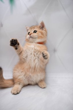 İskoç kedisi Burma cüce hayvanlar kedi, kedi, kedi, hayvan, evcil hayvan, sevimli, beyaz, kedi, kedi, kedi, tüylü, oturan, İranlı, memeli, güzel, portre, İngiltere, İskoç, Burma, Munchkin, hayvanlar, kediler, tımar