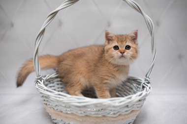 İskoç kedisi Burma cüce hayvanlar kedi, kedi, kedi, hayvan, evcil hayvan, sevimli, beyaz, kedi, kedi, kedi, tüylü, oturan, İranlı, memeli, güzel, portre, İngiltere, İskoç, Burma, Munchkin, hayvanlar, kediler, tımar