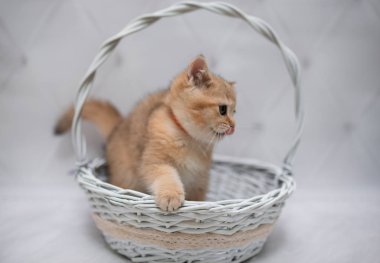 İskoç kedisi Burma cüce hayvanlar kedi, kedi, kedi, hayvan, evcil hayvan, sevimli, beyaz, kedi, kedi, kedi, tüylü, oturan, İranlı, memeli, güzel, portre, İngiltere, İskoç, Burma, Munchkin, hayvanlar, kediler, tımar