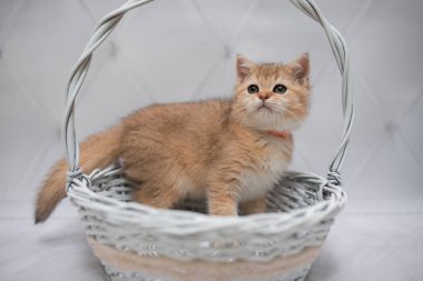 İskoç kedisi Burma cüce hayvanlar kedi, kedi, kedi, hayvan, evcil hayvan, sevimli, beyaz, kedi, kedi, kedi, tüylü, oturan, İranlı, memeli, güzel, portre, İngiltere, İskoç, Burma, Munchkin, hayvanlar, kediler, tımar