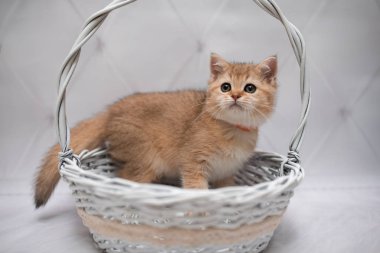 İskoç kedisi Burma cüce hayvanlar kedi, kedi, kedi, hayvan, evcil hayvan, sevimli, beyaz, kedi, kedi, kedi, tüylü, oturan, İranlı, memeli, güzel, portre, İngiltere, İskoç, Burma, Munchkin, hayvanlar, kediler, tımar