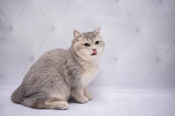 Koťátko Skotské Britský Kočka Barma Munchkin Zvířata Kočka Kotě Zvíře — Stock fotografie