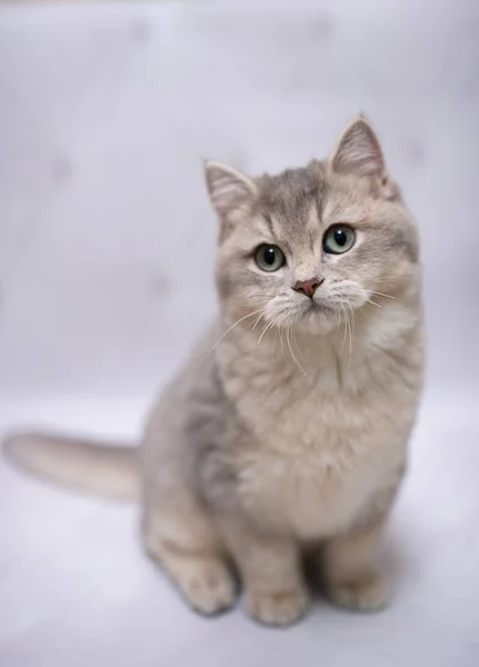 子猫スコットランド英国猫バーママンチキン動物猫 ペット かわいい ふわふわ 座って ペルシャ 哺乳類 美しい 肖像画 スコットランド — ストック写真