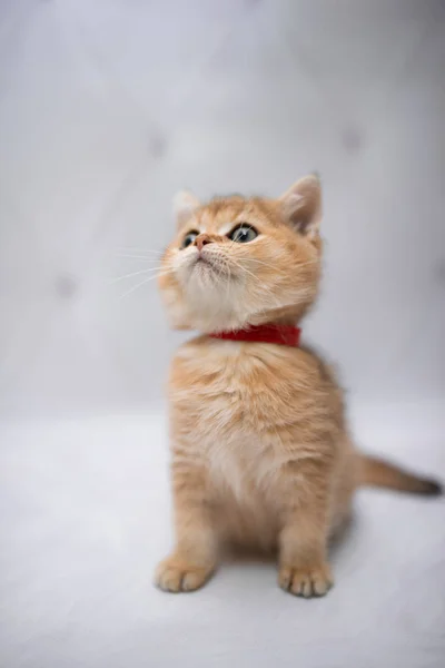 Kitten Schots Britse Kat Burma Munchkin Dieren Kat Kitten Dier — Stockfoto