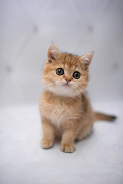 Kucing Skotlandia Kucing Burma Munchkin Kucing Kucing Hewan Hewan Peliharaan — Stok Foto