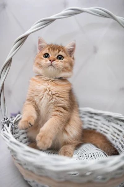 Gatinho Escocês Britânico Gato Birma Munchkin Animais Gato Gatinho Animal — Fotografia de Stock