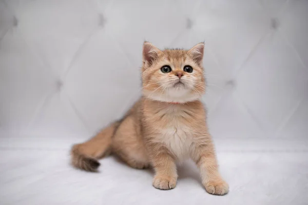Kociak Szkocki Brytyjski Kot Birma Munchkin Zwierzęta Kot Kociak Zwierzę — Zdjęcie stockowe