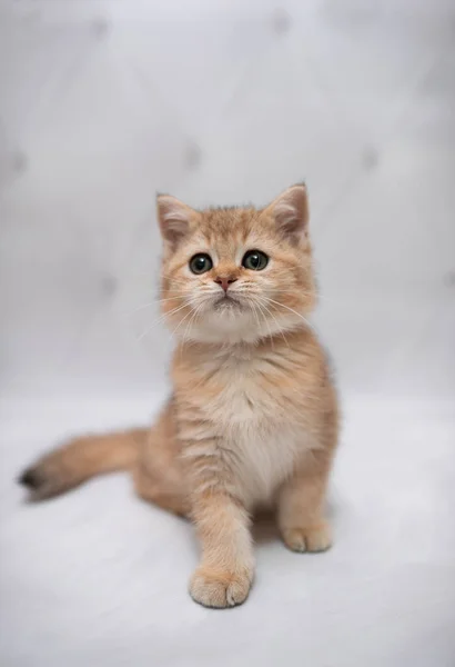 고양이는 얼룩덜룩 고양이 Burma Munchkin 고양이 고양이 귀엽고 고양이 고양이 — 스톡 사진