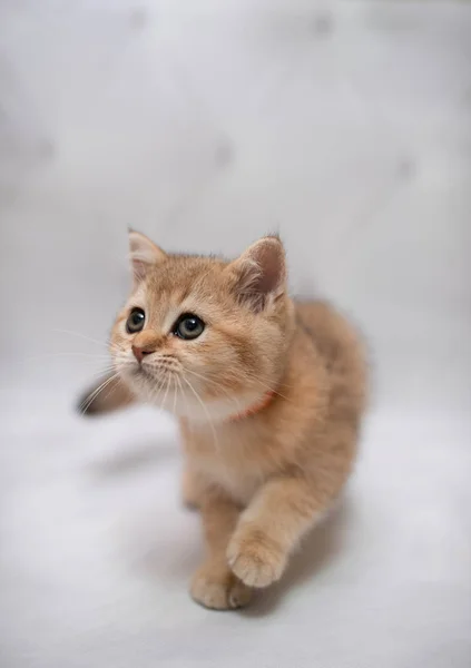 Gatinho Escocês Britânico Gato Birma Munchkin Animais Gato Gatinho Animal — Fotografia de Stock