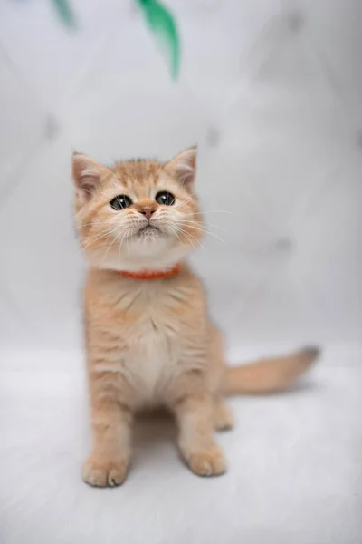 Kitten Schots Britse Kat Burma Munchkin Dieren Kat Kitten Dier — Stockfoto