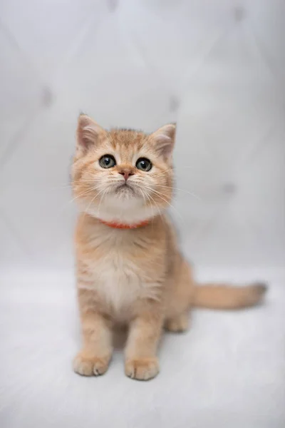 Kattunge Skotsk Brittiska Katt Burma Munchkin Djur Katt Kattunge Djur — Stockfoto