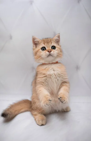 子猫スコットランド英国猫バーママンチキン動物猫 ペット かわいい ふわふわ 座って ペルシャ 哺乳類 美しい 肖像画 スコットランド — ストック写真