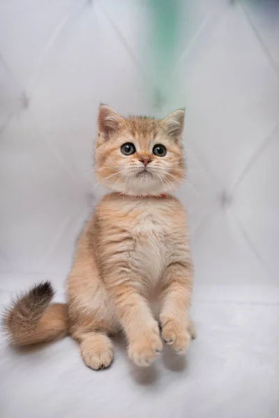 고양이는 얼룩덜룩 고양이 Burma Munchkin 고양이 고양이 귀엽고 고양이 고양이 — 스톡 사진