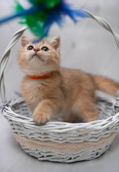 Kätzchen Schottische Britische Katze Burma Munchkin Tiere Katze Kätzchen Tier — Stockfoto