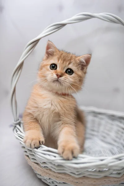 Gatinho Escocês Britânico Gato Birma Munchkin Animais Gato Gatinho Animal — Fotografia de Stock