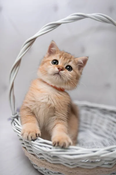 Gatinho Escocês Britânico Gato Birma Munchkin Animais Gato Gatinho Animal — Fotografia de Stock