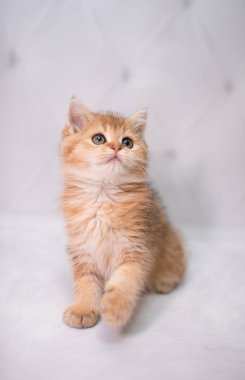 İskoç kedisi Burma cüce hayvanlar kedi, kedi, kedi, hayvan, evcil hayvan, sevimli, beyaz, kedi, kedi, kedi, tüylü, oturan, İranlı, memeli, güzel, portre, İngiltere, İskoç, Burma, Munchkin, hayvanlar, kediler, tımar