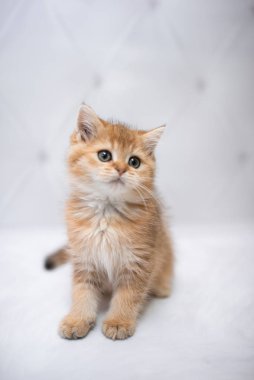 İskoç kedisi Burma cüce hayvanlar kedi, kedi, kedi, hayvan, evcil hayvan, sevimli, beyaz, kedi, kedi, kedi, tüylü, oturan, İranlı, memeli, güzel, portre, İngiltere, İskoç, Burma, Munchkin, hayvanlar, kediler, tımar