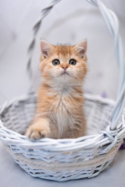 İskoç kedisi Burma cüce hayvanlar kedi, kedi, kedi, hayvan, evcil hayvan, sevimli, beyaz, kedi, kedi, kedi, tüylü, oturan, İranlı, memeli, güzel, portre, İngiltere, İskoç, Burma, Munchkin, hayvanlar, kediler, tımar