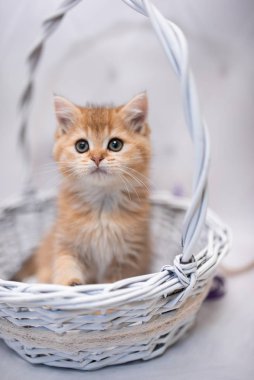 İskoç kedisi Burma cüce hayvanlar kedi, kedi, kedi, hayvan, evcil hayvan, sevimli, beyaz, kedi, kedi, kedi, tüylü, oturan, İranlı, memeli, güzel, portre, İngiltere, İskoç, Burma, Munchkin, hayvanlar, kediler, tımar