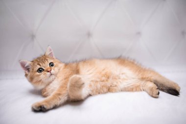 İskoç kedisi Burma cüce hayvanlar kedi, kedi, kedi, hayvan, evcil hayvan, sevimli, beyaz, kedi, kedi, kedi, tüylü, oturan, İranlı, memeli, güzel, portre, İngiltere, İskoç, Burma, Munchkin, hayvanlar, kediler, tımar