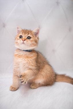 İskoç kedisi Burma cüce hayvanlar kedi, kedi, kedi, hayvan, evcil hayvan, sevimli, beyaz, kedi, kedi, kedi, tüylü, oturan, İranlı, memeli, güzel, portre, İngiltere, İskoç, Burma, Munchkin, hayvanlar, kediler, tımar