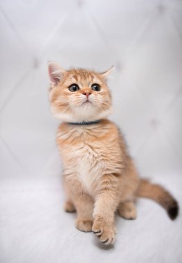 İskoç kedisi Burma cüce hayvanlar kedi, kedi, kedi, hayvan, evcil hayvan, sevimli, beyaz, kedi, kedi, kedi, tüylü, oturan, İranlı, memeli, güzel, portre, İngiltere, İskoç, Burma, Munchkin, hayvanlar, kediler, tımar