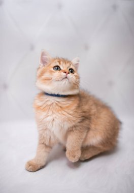 İskoç kedisi Burma cüce hayvanlar kedi, kedi, kedi, hayvan, evcil hayvan, sevimli, beyaz, kedi, kedi, kedi, tüylü, oturan, İranlı, memeli, güzel, portre, İngiltere, İskoç, Burma, Munchkin, hayvanlar, kediler, tımar