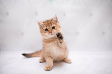 İskoç kedisi Burma cüce hayvanlar kedi, kedi, kedi, hayvan, evcil hayvan, sevimli, beyaz, kedi, kedi, kedi, tüylü, oturan, İranlı, memeli, güzel, portre, İngiltere, İskoç, Burma, Munchkin, hayvanlar, kediler, tımar