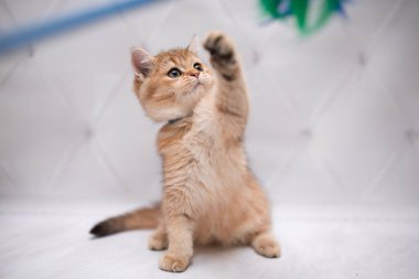 İskoç kedisi Burma cüce hayvanlar kedi, kedi, kedi, hayvan, evcil hayvan, sevimli, beyaz, kedi, kedi, kedi, tüylü, oturan, İranlı, memeli, güzel, portre, İngiltere, İskoç, Burma, Munchkin, hayvanlar, kediler, tımar