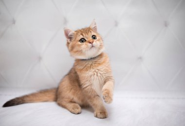 İskoç kedisi Burma cüce hayvanlar kedi, kedi, kedi, hayvan, evcil hayvan, sevimli, beyaz, kedi, kedi, kedi, tüylü, oturan, İranlı, memeli, güzel, portre, İngiltere, İskoç, Burma, Munchkin, hayvanlar, kediler, tımar