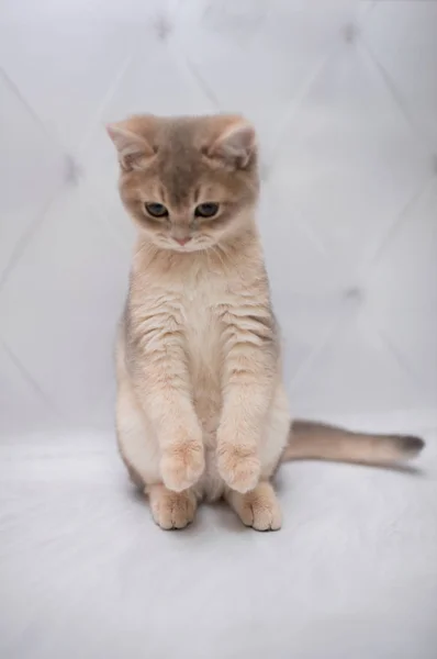 Kätzchen Schottische Britische Katze Burma Munchkin Tiere Katze Kätzchen Tier — Stockfoto